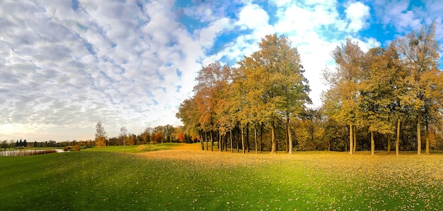 Chute de feuilles sur l'herbe verte en automne parc, panorama