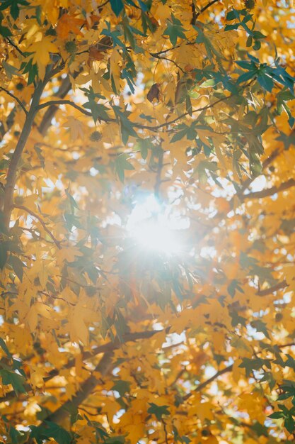 Chute de feuilles jaunes et arrière-plan flou d'herbe avec des rayons de soleil.