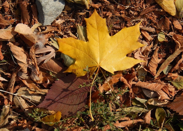 Chute des feuilles jaunes dans le parc