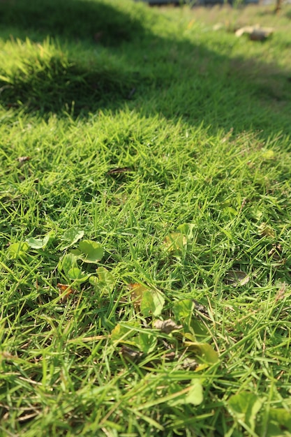 Chute de feuilles séchées sur l'herbe luxuriante Japon rumput jepang Concept d'arrière-plan d'automne espace de copie