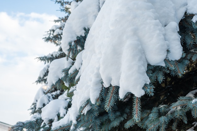 Chute de neige. congères sur les pattes d'épinette. pattes d'épinette enneigées de l'arbre dans la neige, congères de neige fraîches.