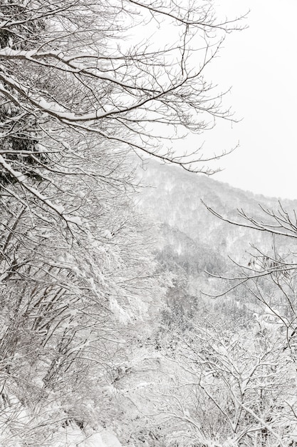 Chute de neige avec forêt