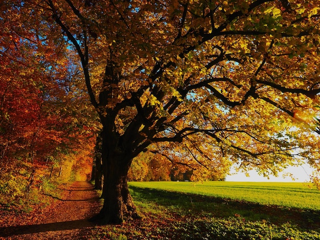 Chutes d'arbres d'automne