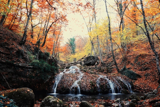 Photo chutes dans la forêt d'automne