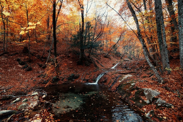 Photo chutes dans la forêt d'automne