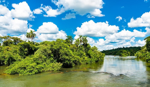 Photo les chutes d'iguazu dans une forêt tropicale sont classées au patrimoine mondial de l'unesco au brésil et en argentine