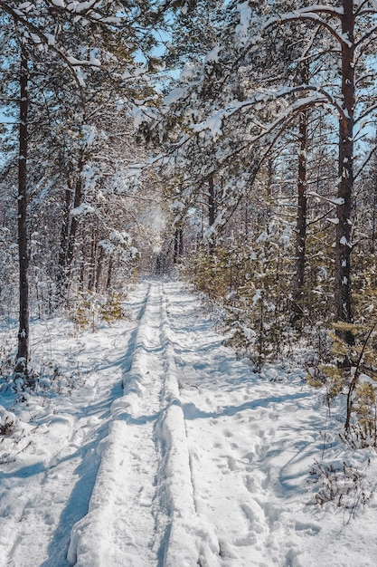 Chutes de neige dans la forêt au début du printemps. Chemin de promenade couvert de neige à travers la forêt de pins. Sentier d'étude de la nature dans la tourbière de Paaskula (Pääsküla). Estonie. Baltique.