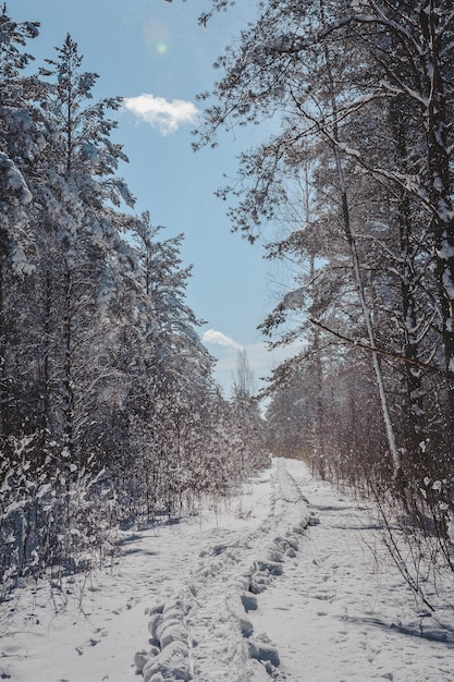 Chutes de neige dans la forêt au début du printemps. Sentier de promenade couvert de neige à travers la forêt. Sentier d'étude de la nature dans la tourbière de Paaskula (PÃ¤Ã¤skÃ¼la). Estonie. Baltique.