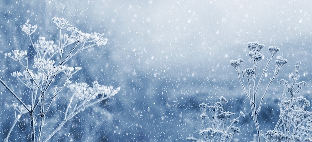 Chutes de neige dans la forêt d'hiver. Plantes sèches couvertes de neige sur un arrière-plan flou sous les chutes de neige. Joyeux Noël et bonne année voeux, arrière-plan avec espace de copie. Conte de fées d'hiver.