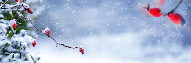 Chutes de neige dans la forêt. Panorama de la forêt d'hiver avec des branches d'églantier avec des baies rouges pendant les chutes de neige. Espace de copie