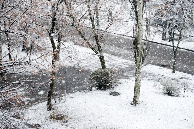 Chutes de neige dans le parc d'hiver avec des arbres noirs dans la neige