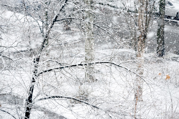 Chutes de neige dans le parc d'hiver avec des arbres noirs dans la neige