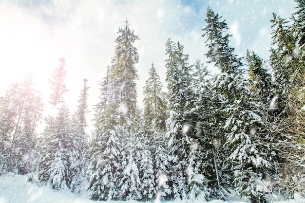 Chutes de neige sur le fond de la forêt de conifères par une froide journée d'hiver dans le paysage d'hiver des montagnes