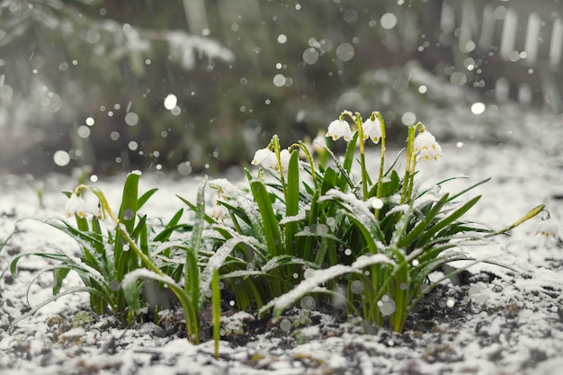 Chutes de neige printanières, perce-neige sous la neige