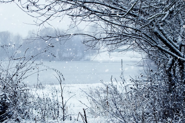 Chutes de neige sur la rive, paysage d'hiver avec rivière et arbres en hiver