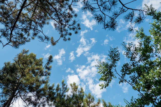 Ci-dessous arbres vue cadre feuilles branches ciel bleu nuages