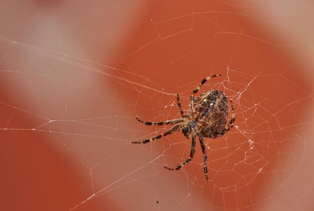 Ci-dessous, vue d'une araignée tisserande orb noyer dans une toile isolée sur un fond de mur de briques rouges floues Gros plan d'un arachnide brun rayé
