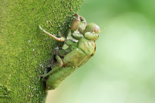 Photo cicada mue laissée sur l'arbre pendant longtemps pour avoir l'île verte de lichen.