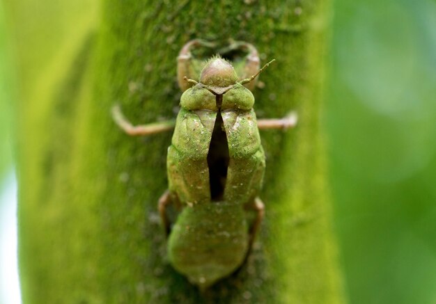 Cicada mue laissée sur l&#39;arbre pendant longtemps pour avoir l&#39;île verte de lichen.