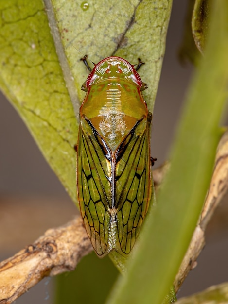 Cicadelle adulte typique de la tribu Gyponini