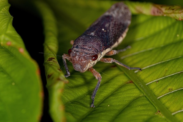 Cicadelle typique adulte de la tribu Proconiini