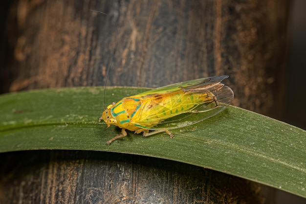 Cicadelle typique adulte
