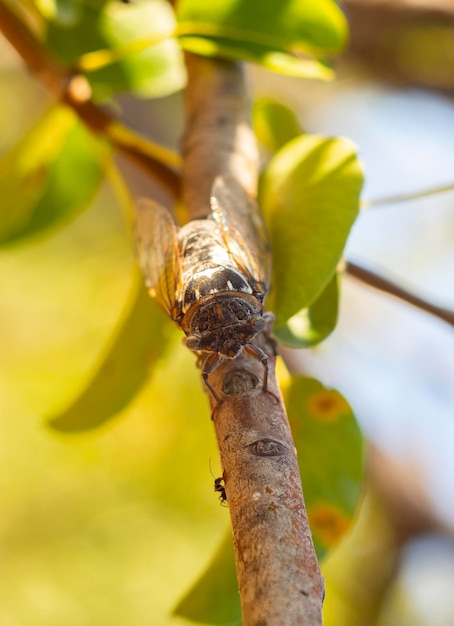 Cicadidae Cicada gros plan sur une branche d'arbre