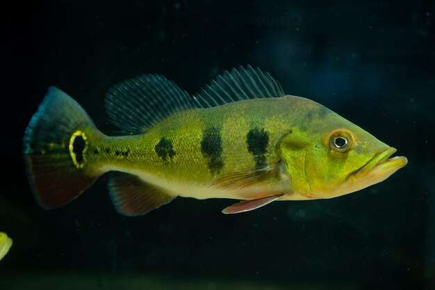 Cichla sur fond noir