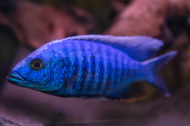 Cichlidés du Malawi. Poissons du genre Cynotilapia dans l'aquarium