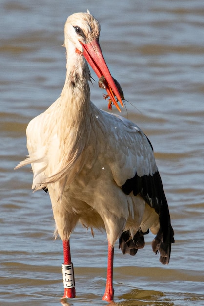 Ciconia ciconia mangeant un crabe qui vient d'être extrait de l'eau des zones humides des Aiguamolls Empord Girona Catalogne Espagne