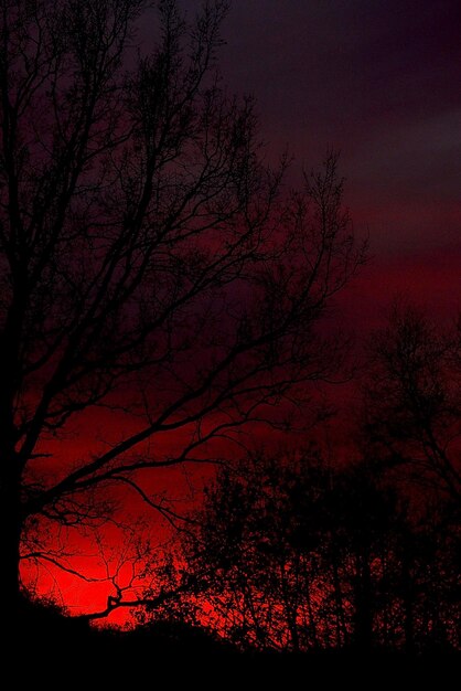 Photo ciel d'automne rouge au coucher du soleil avec des formes noires d'arbres sans feuilles