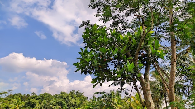 ciel bleu avec des arbres sur le côté