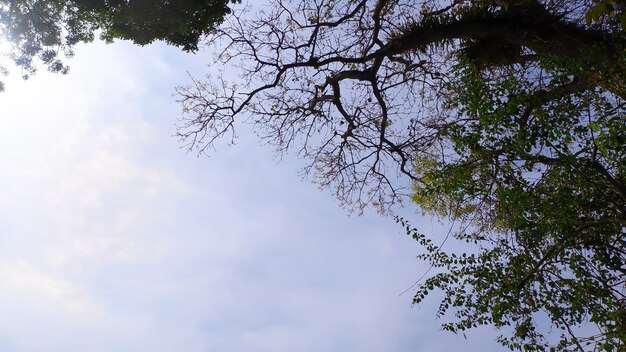 Ciel bleu avec des arbres