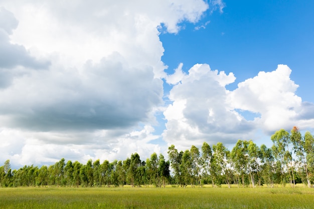 Ciel bleu et beau nuage avec arbre de prairie.