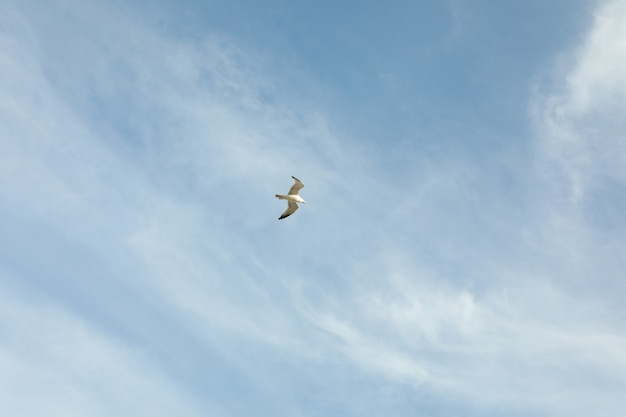 Ciel bleu avec de beaux nuages et mouette