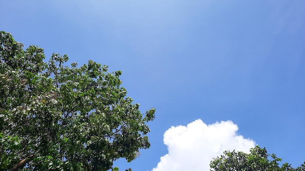 Ciel bleu avec un bel arbre à gauche