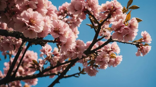 ciel bleu avec de belles et belles fleurs sur un arbre rose