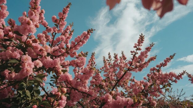 ciel bleu avec de belles et belles fleurs sur un arbre rose