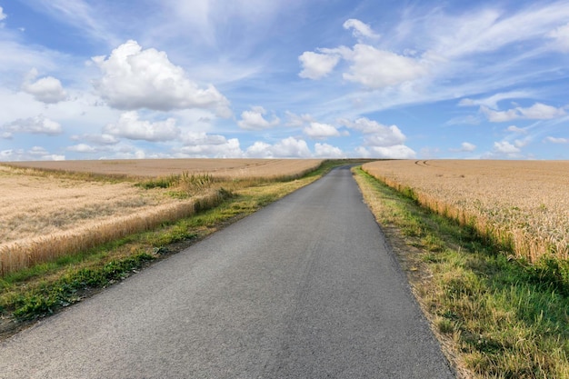 Le ciel bleu et un champ d'orge en pente sont encadrés par une route goudronnée