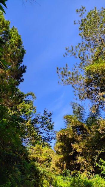 Ciel bleu clair avec des arbres autour