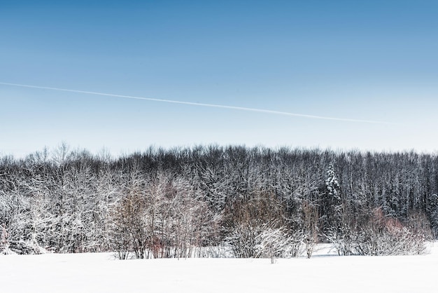 Ciel bleu clair et arbres secs dans les carpates enneigées