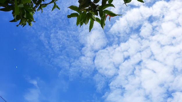 Ciel bleu clair nuageux avec des feuilles de goyave comme ornement 07