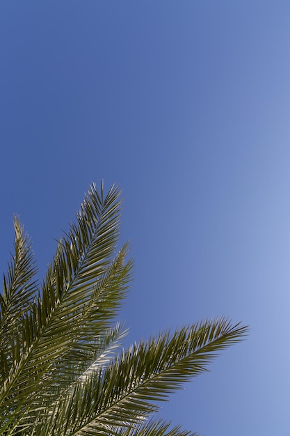 Ciel bleu clair vif avec des branches de palmier dans le coin de l'image