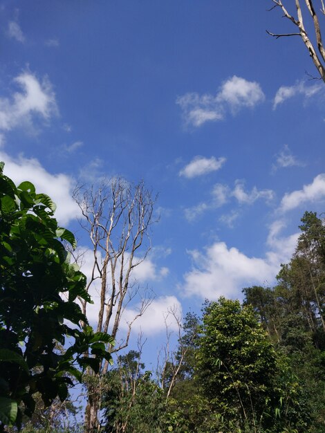 Ciel bleu dans la jungle