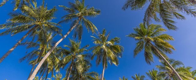 Ciel bleu ensoleillé de palmiers. Paysage naturel d'été exotique, panorama de la forêt tropicale. Nature insulaire