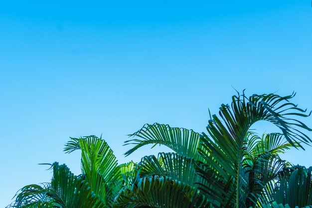 Ciel bleu d'été et fond de cocotiers