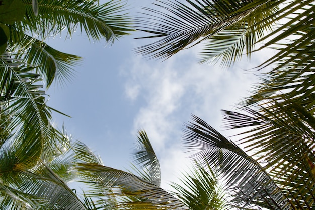 Ciel bleu avec des feuilles de palmier et des nuages