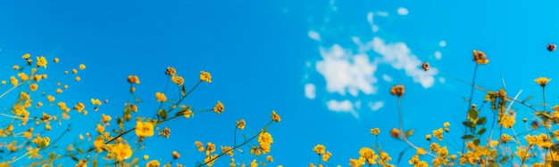 Ciel bleu et fleurs jaunes AI générative