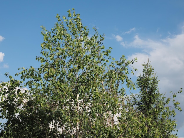 Ciel bleu avec fond de nuages