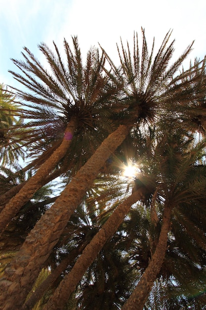 Ciel bleu et grands palmiers